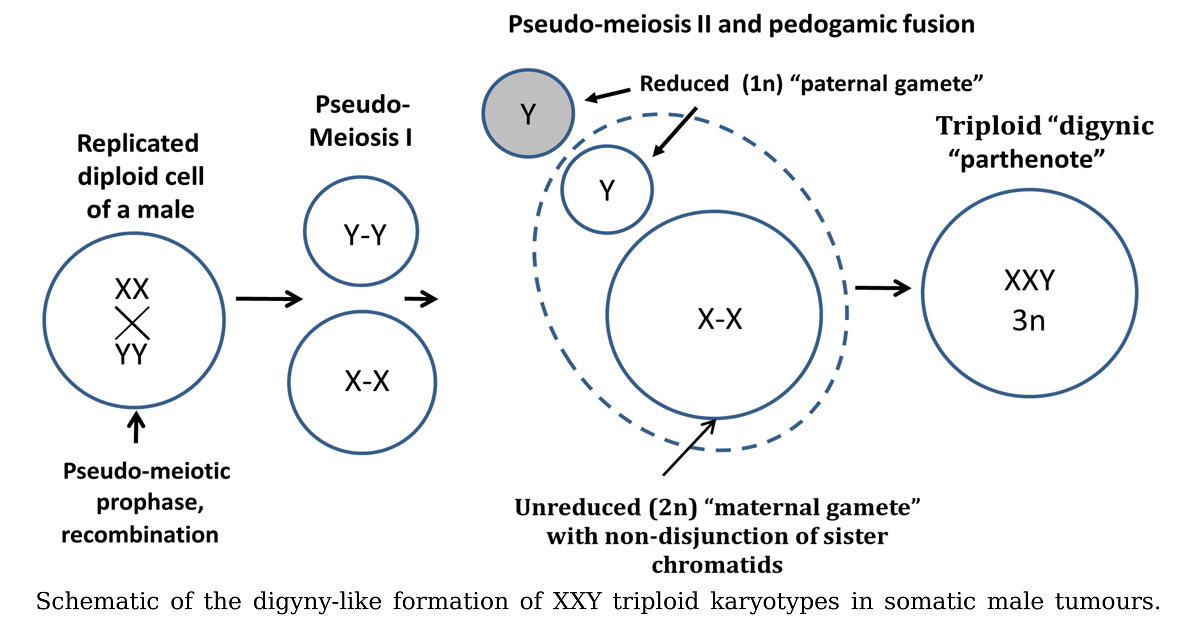 MetaAnalysis of Cancer Triploidy WholeGenome Rearrangements in Male
